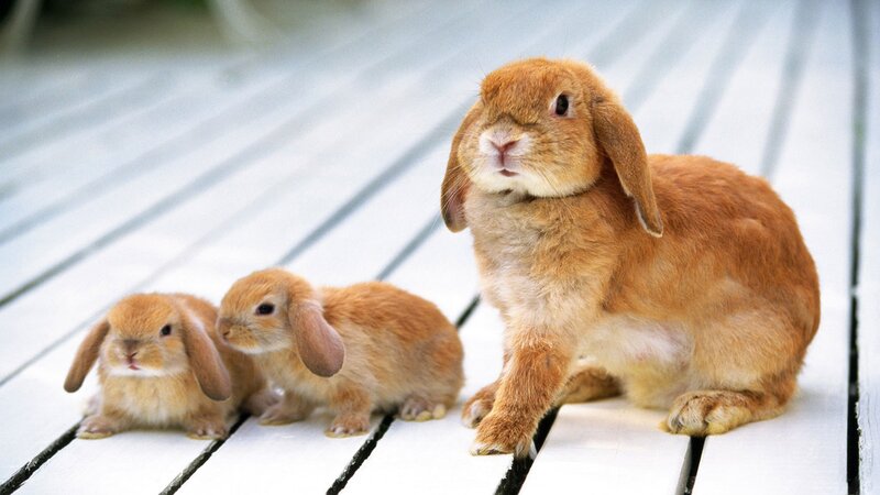 three bunnies on a deck