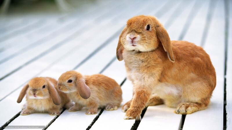 Three bunnies on a deck