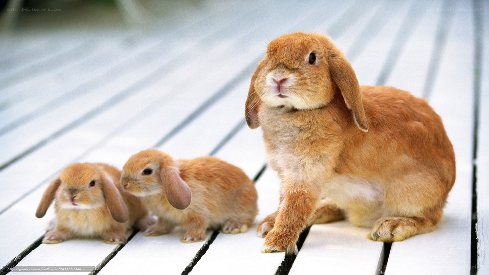 Three bunnies on a deck