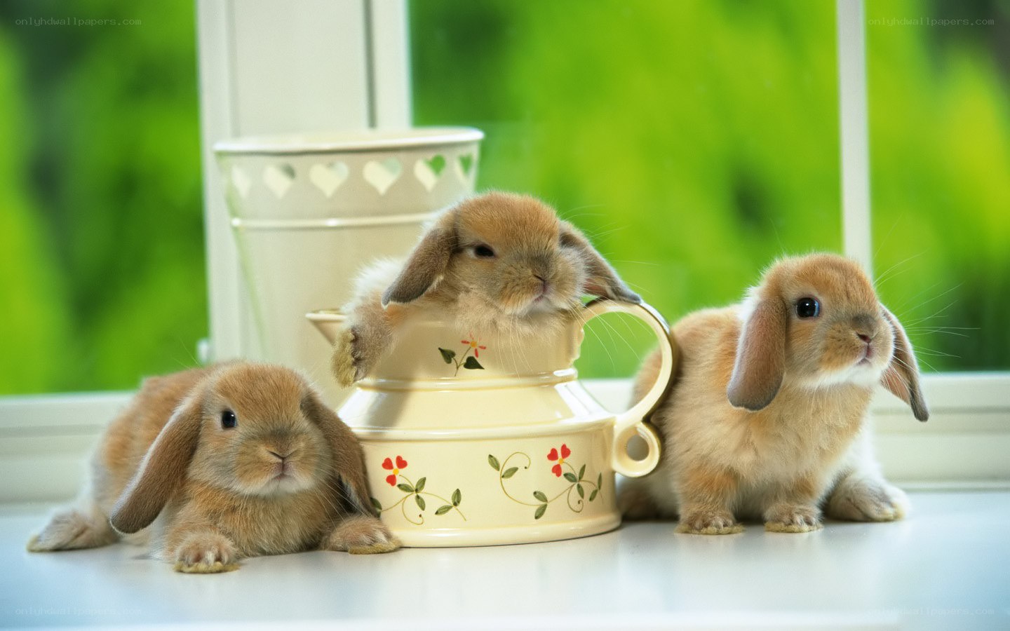 Three bunnies on a windowsill