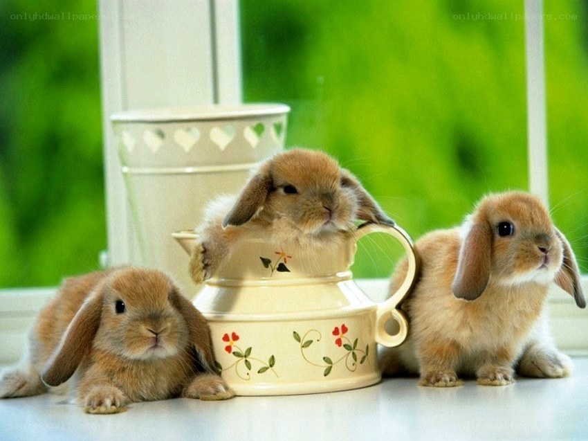 Three bunnies with a teapot