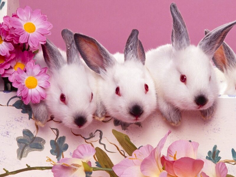 three bunnies with flowers