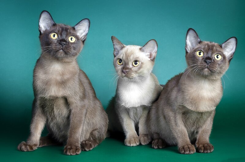 Three Burmese Kittens