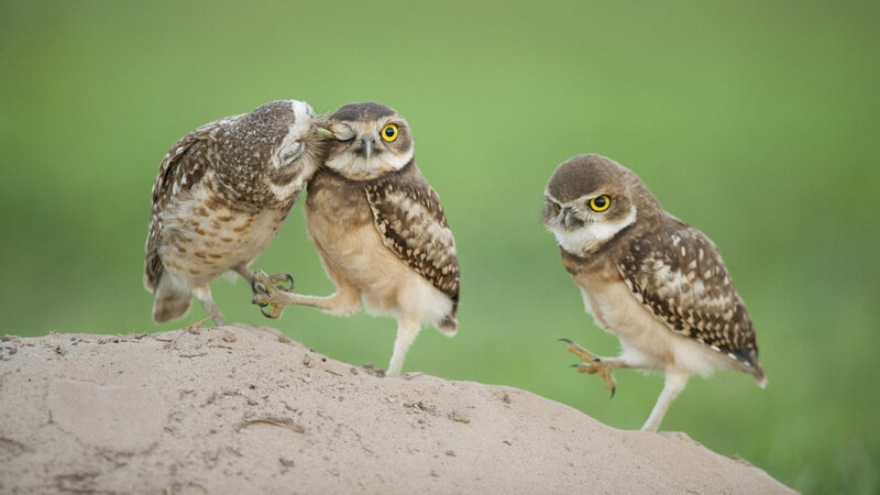 Three Burrowing Owls — Brown, Playful