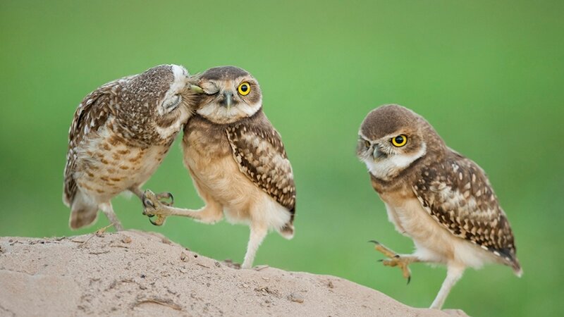 Three Burrowing Owls — Brown