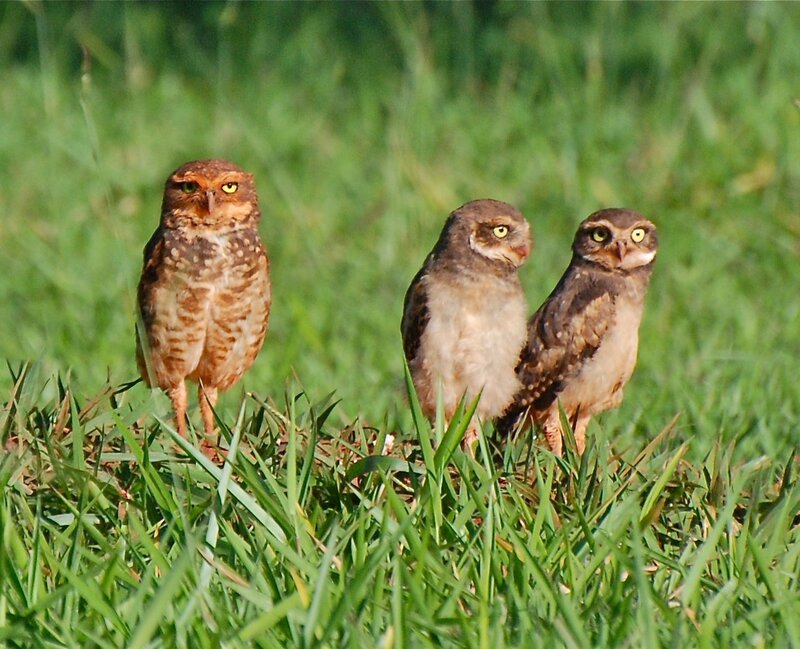 Three Burrowing Owls — Green