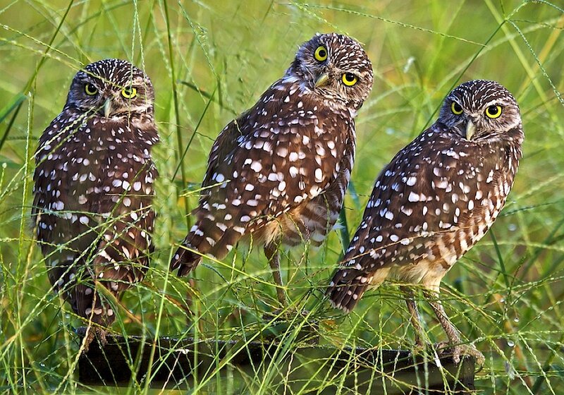 Three burrowing owls in grass