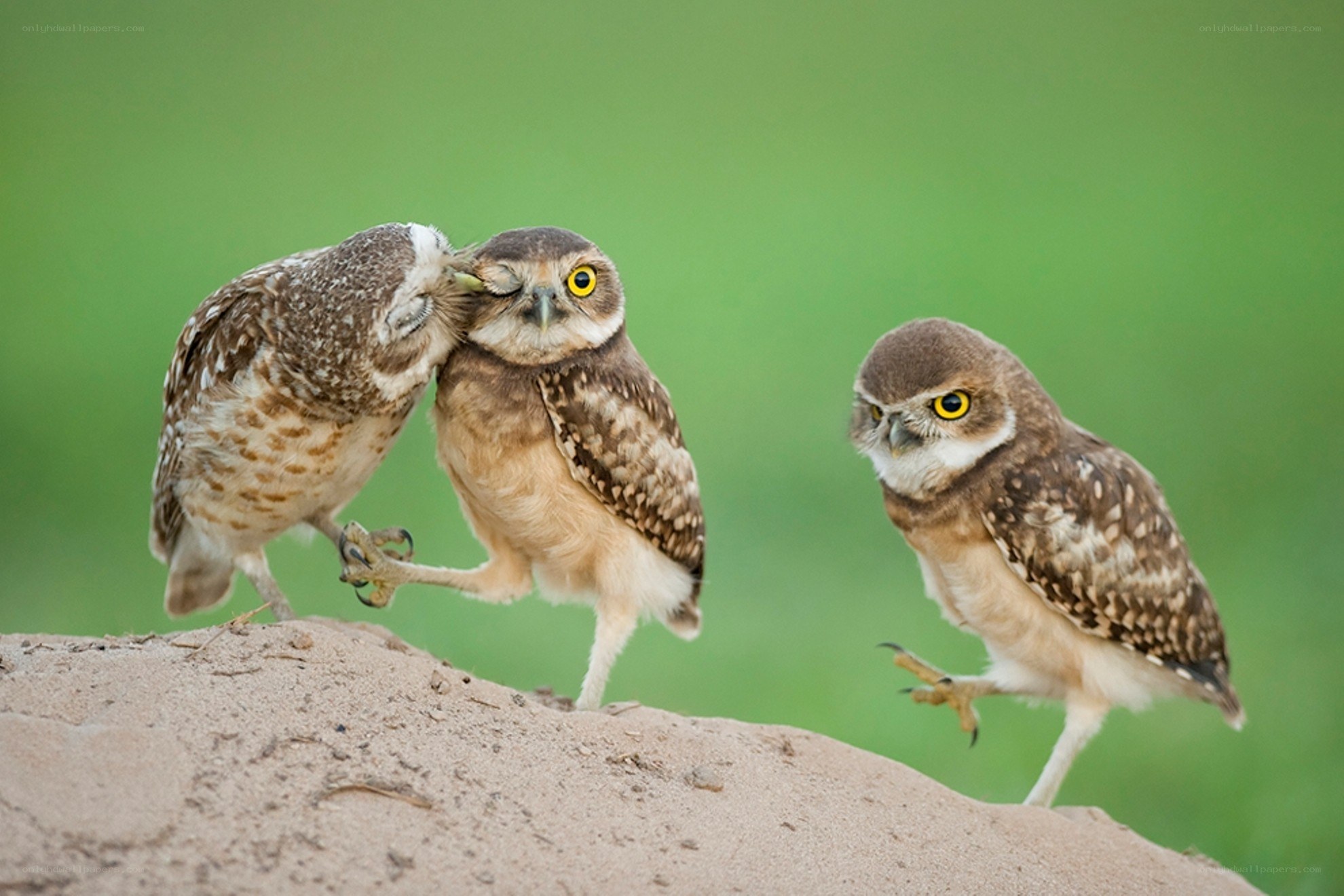 Three burrowing owls on a mound