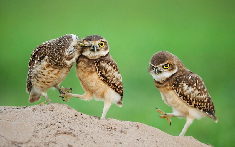 Three burrowing owls on a mound