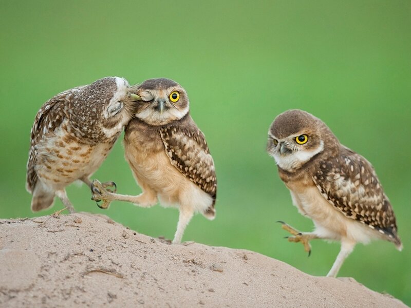 Three Burrowing Owls