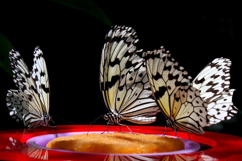 Three Butterflies Feeding
