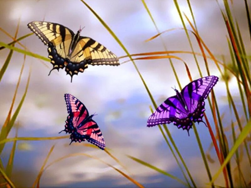 Three Butterflies in Grass