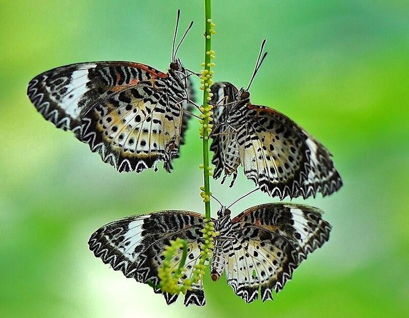 Three butterflies on a stem