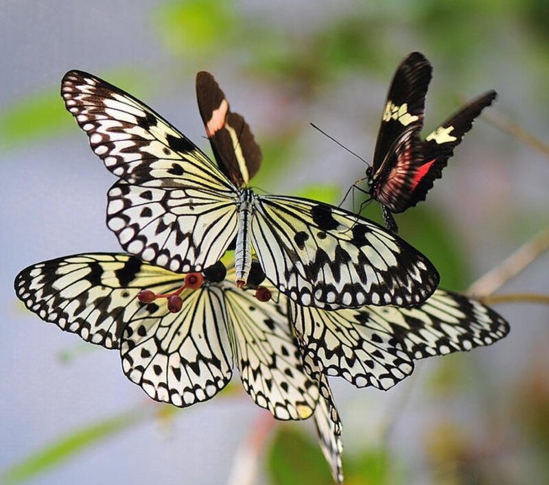 Three Butterflies on Berries
