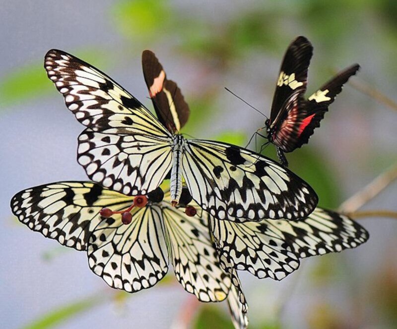 Three Butterflies on Berries — White