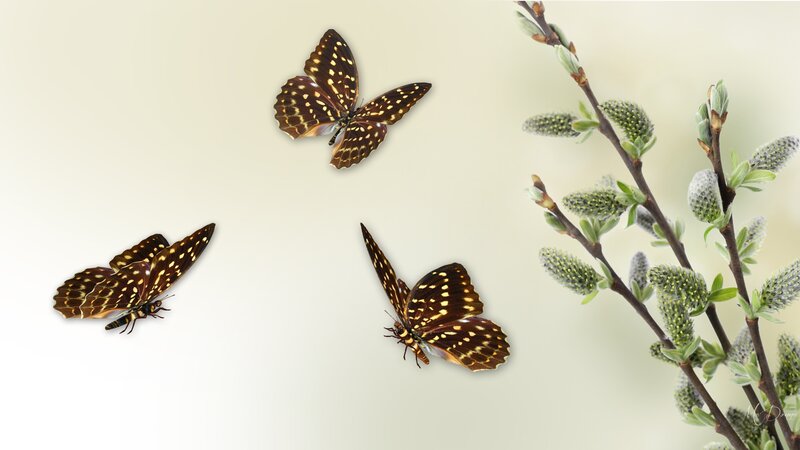 Three Butterflies on Branch