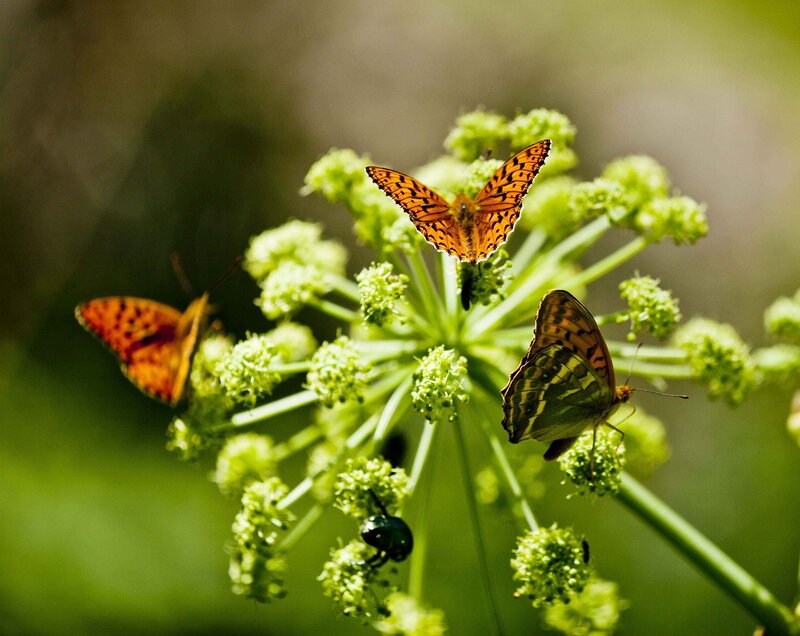 Three Butterflies on Flower — Green