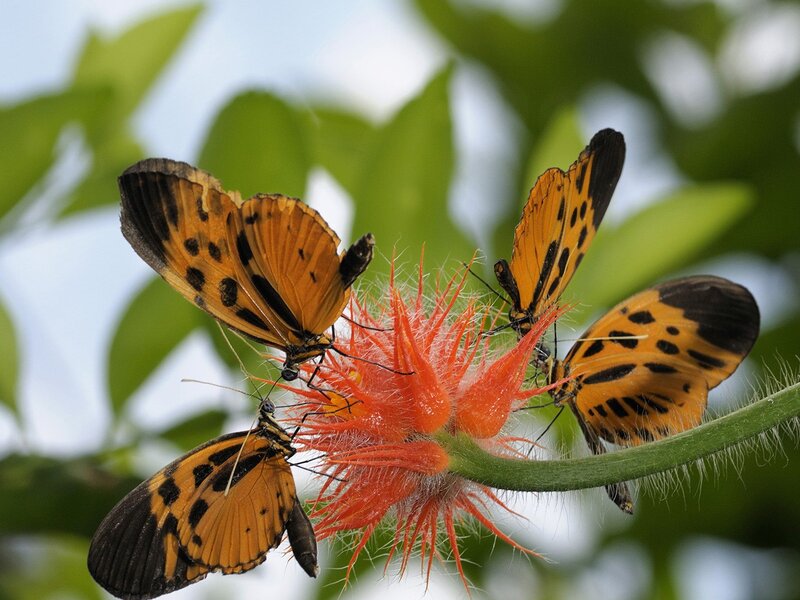 Three Butterflies on Flower — Orange, Natural