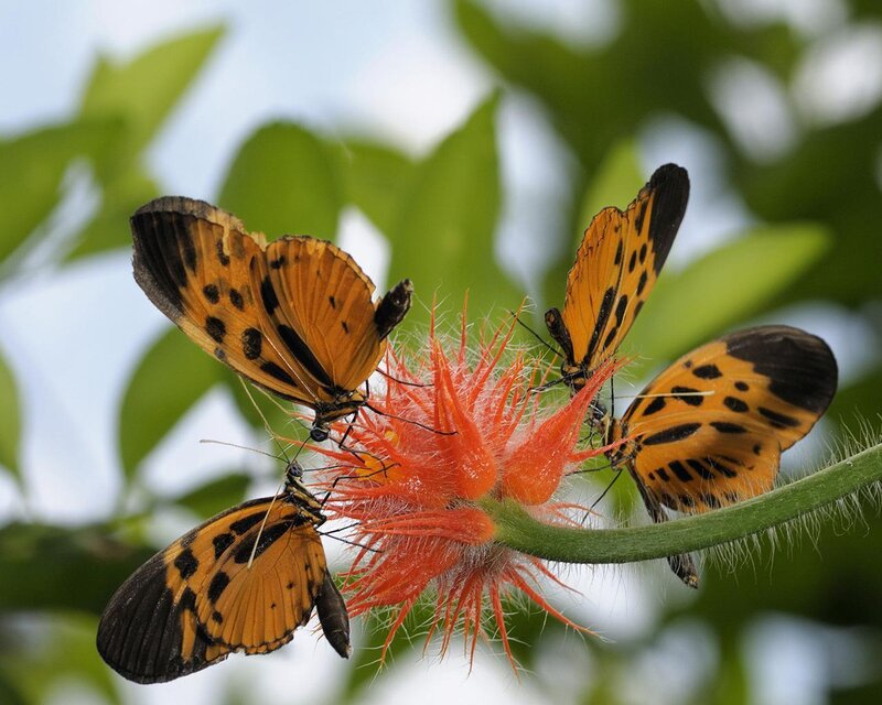 Three Butterflies on Flower — Orange