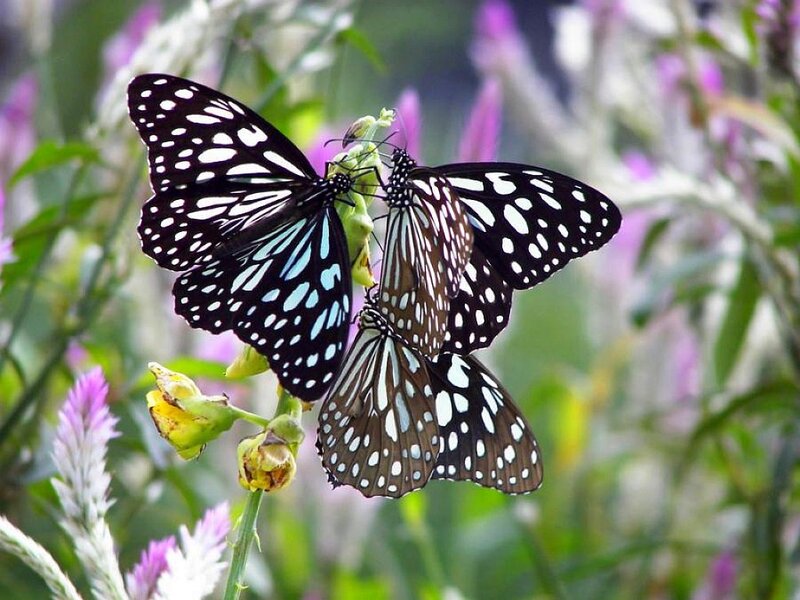 Three Butterflies on Flower