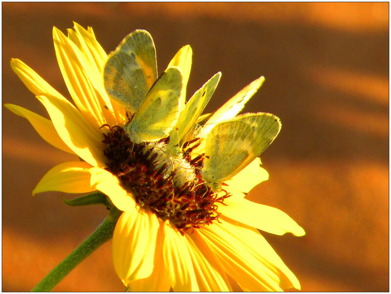 Three Butterflies on Flower — Yellow