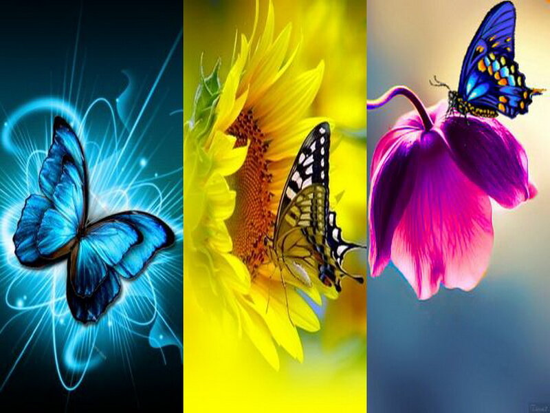 Three Butterflies on Flowers — Blue