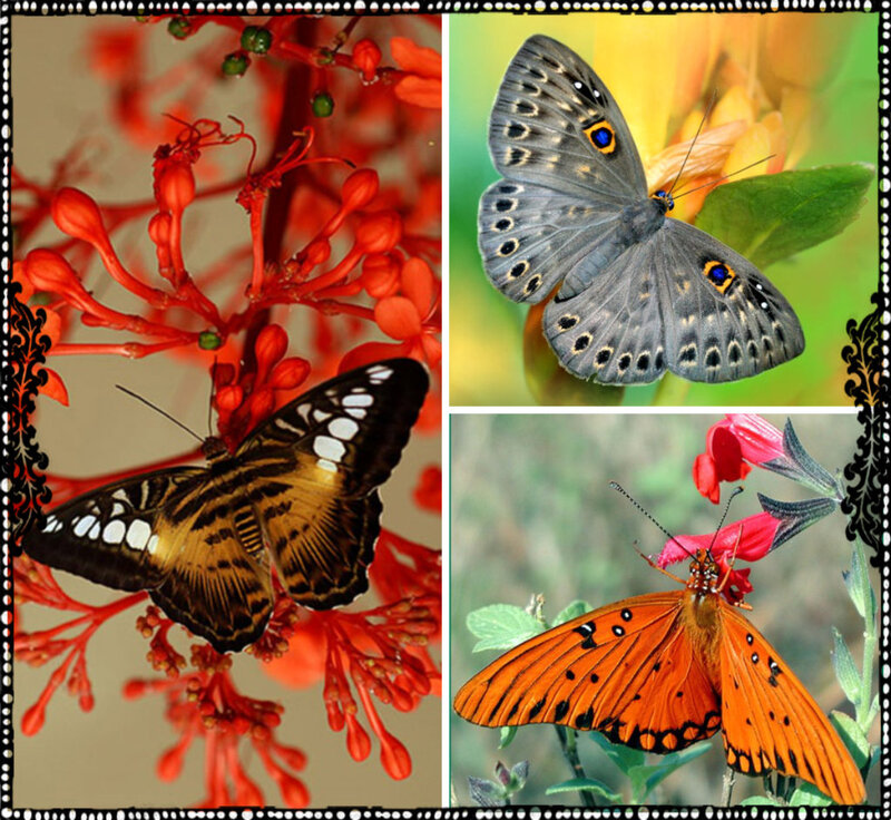 Three Butterflies on Flowers — Orange, Natural