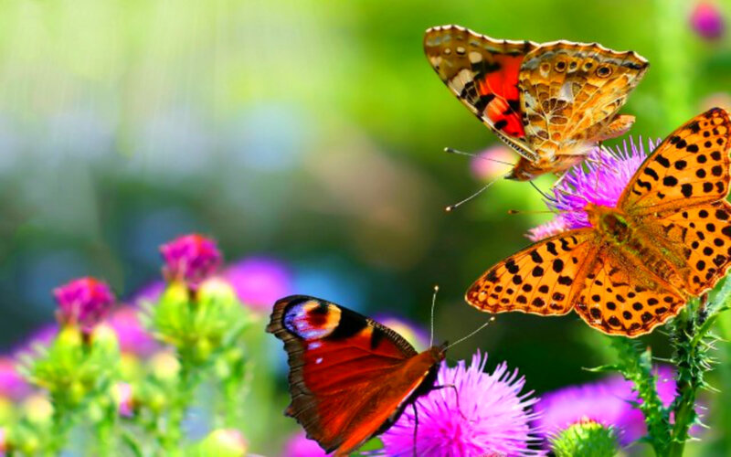 Three Butterflies on Flowers — Orange, Serene