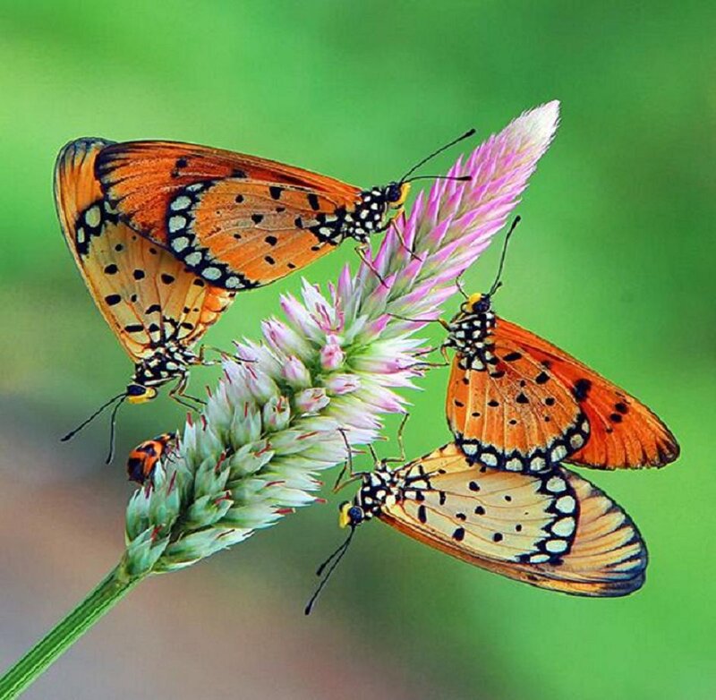 Three Butterflies on Flowers — Orange