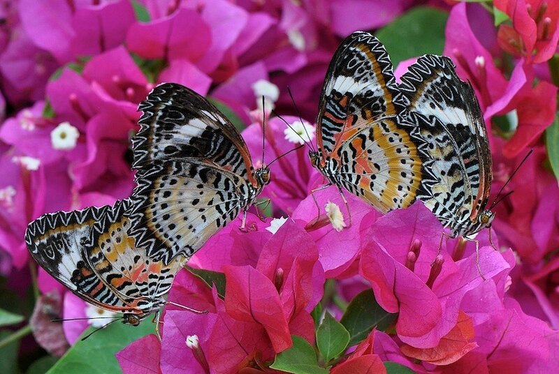 Three Butterflies on Flowers — Pink, Calm
