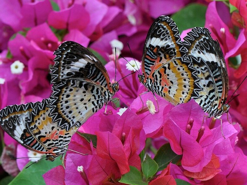 Three Butterflies on Flowers — Pink