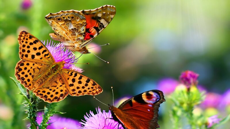 Three Butterflies on Flowers — Purple, Serene, Afternoon, Photograph, Thistle, Greenery