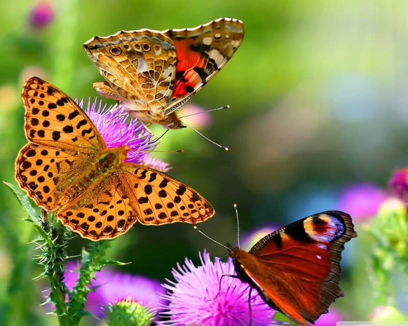 Three Butterflies on Flowers — Purple, Serene, Afternoon