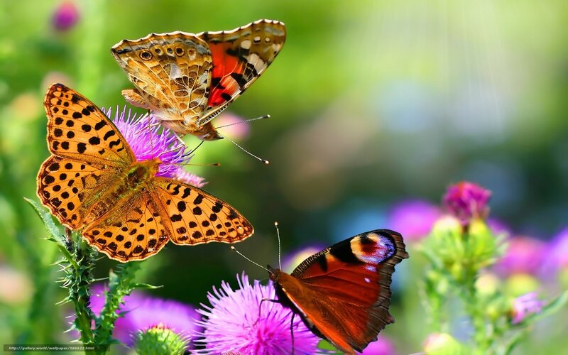 Three Butterflies on Flowers — Purple, Serene, Summer