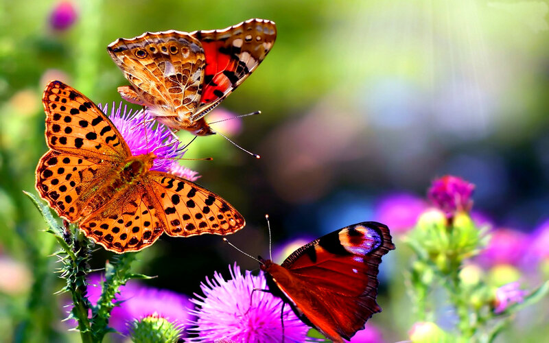 Three Butterflies on Flowers — Purple