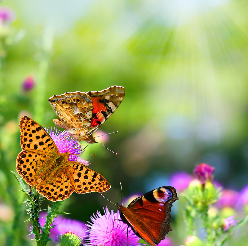 Three Butterflies on Flowers