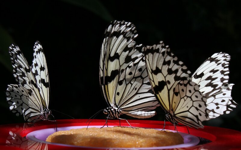Three Butterflies on Food
