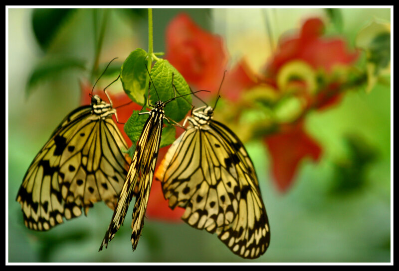 Three Butterflies on Leaf