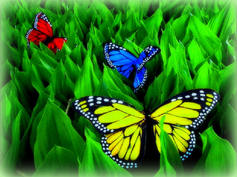 Three Butterflies on Leaves