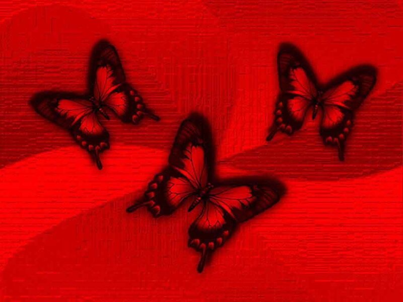 three butterflies on red background