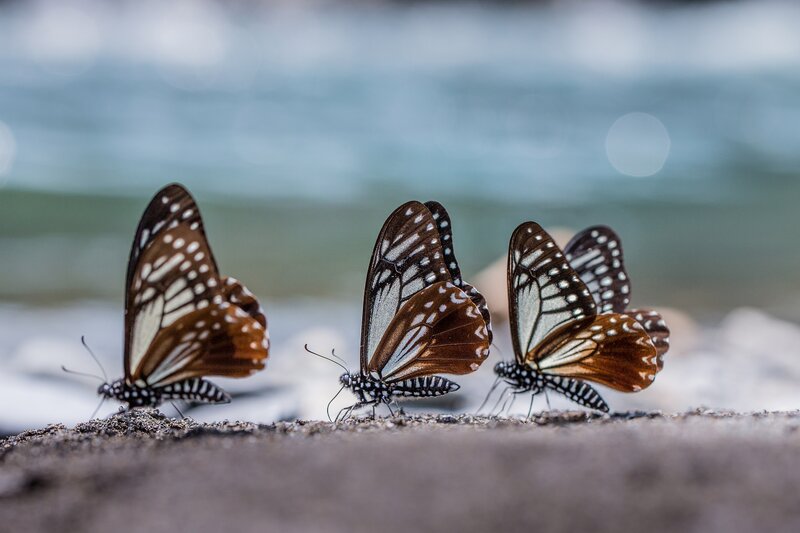 Three Butterflies on Sand