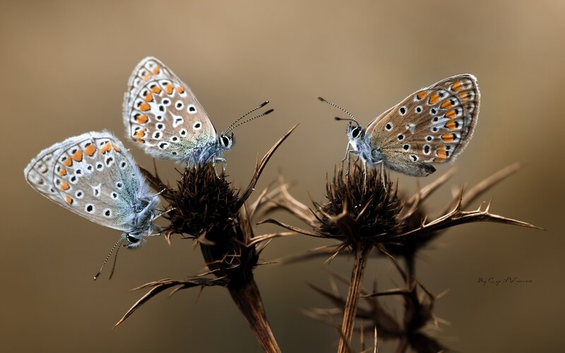 Three butterflies on thistle