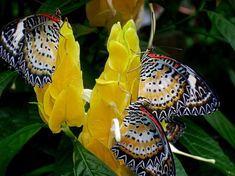 Three Butterflies on Yellow Flower