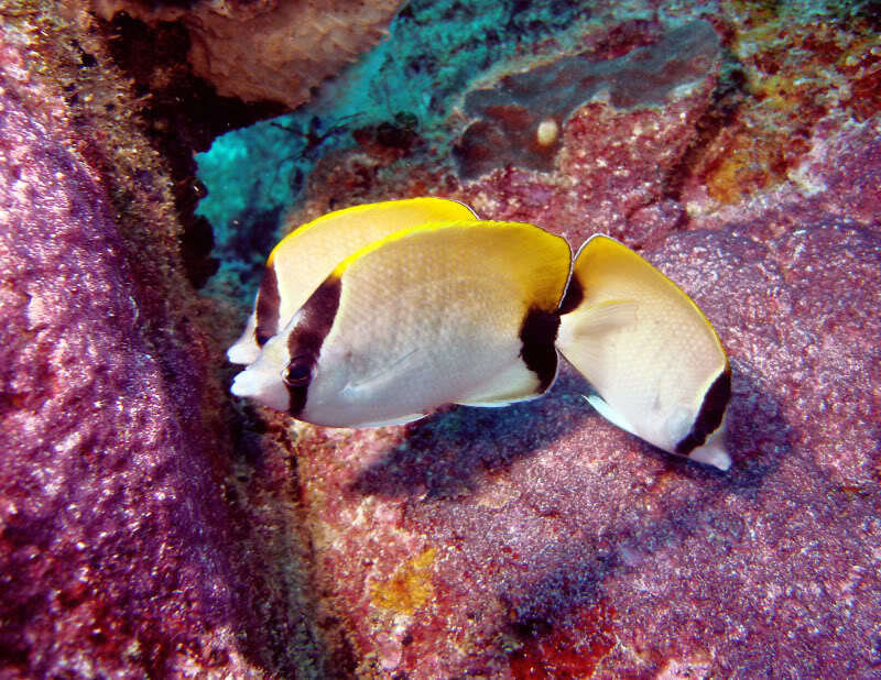 Three butterfly fish on coral reef