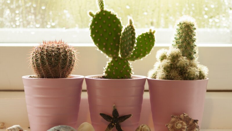 Three Cacti in Pots