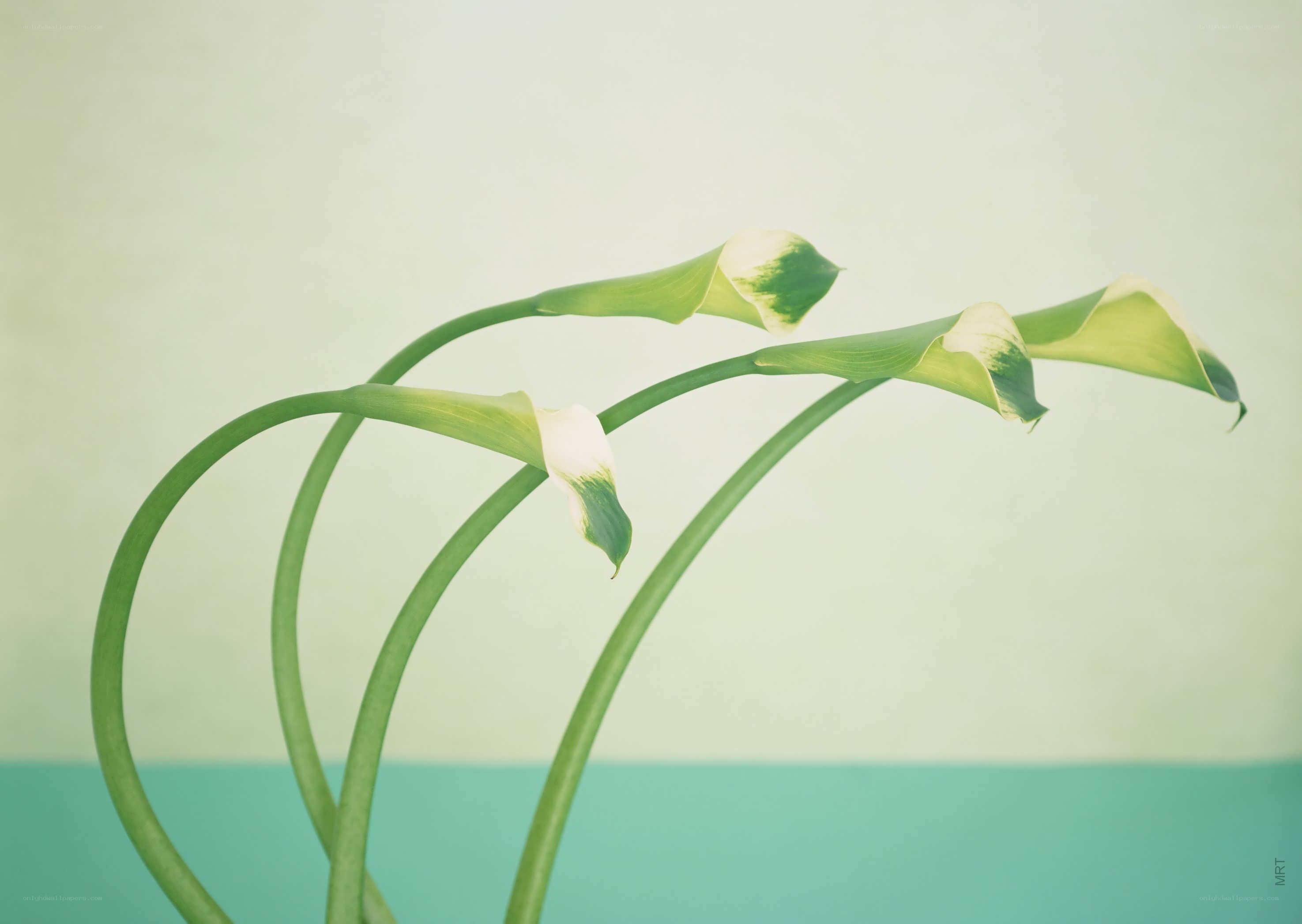 Three calla lilies in a vase