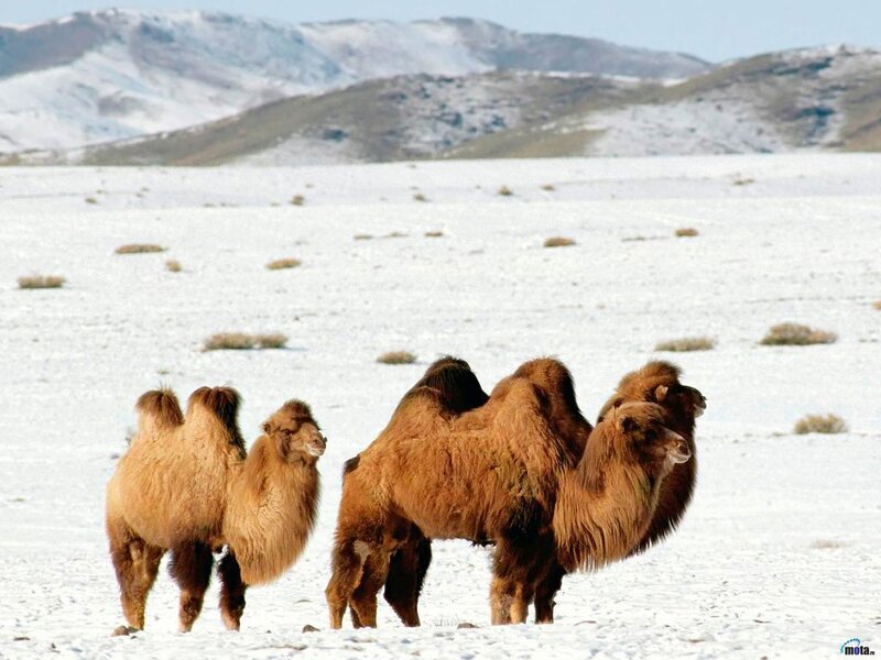 Three Camels in Snow