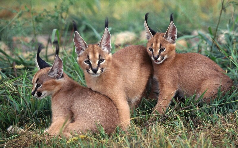 Three Caracal Cubs — Brown, Calm, Afternoon, Photograph