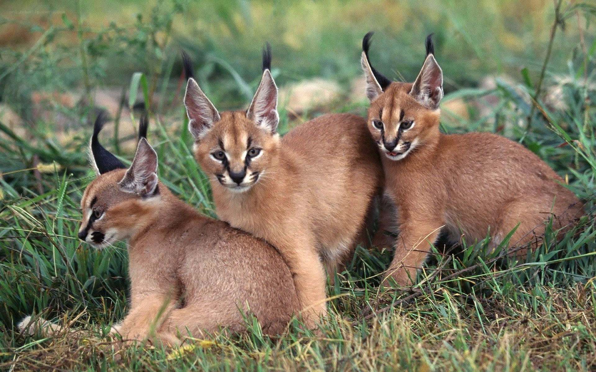 three caracal cubs in grass