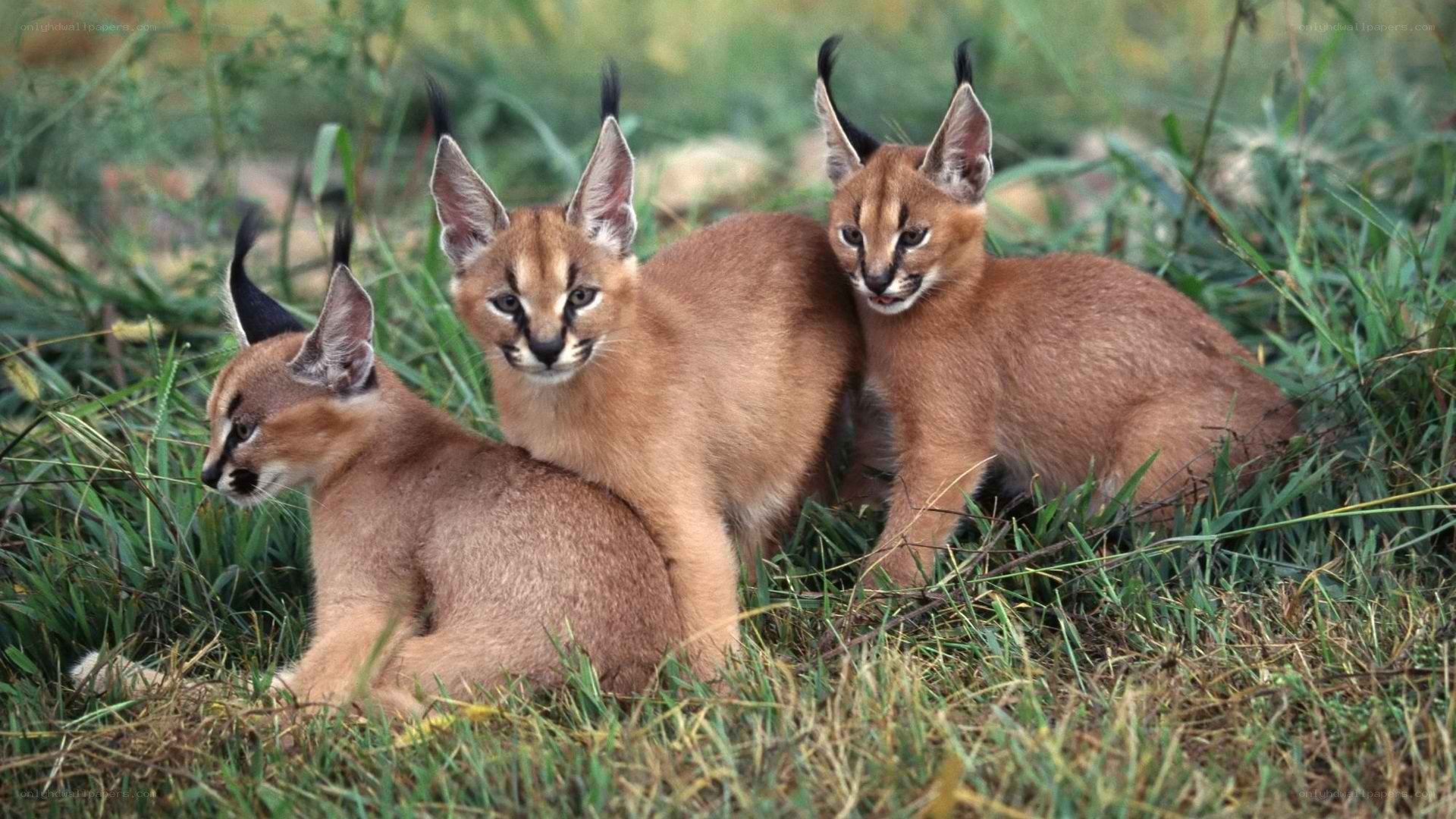 three caracal cubs in grass